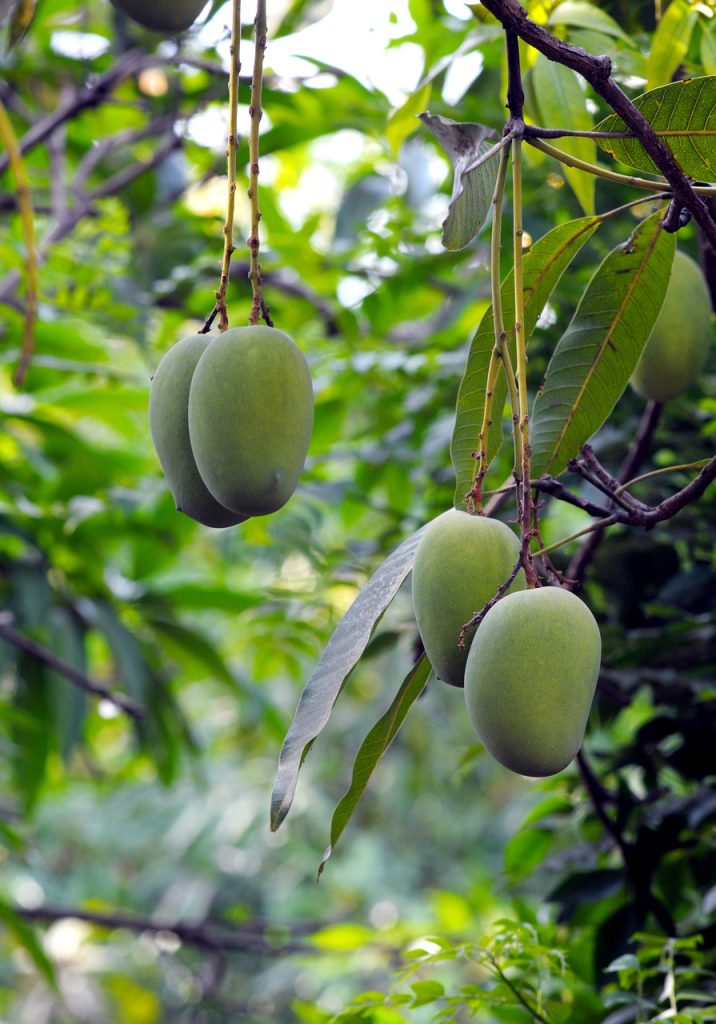 mangoes, mango tree, fruit tree-6785041.jpg